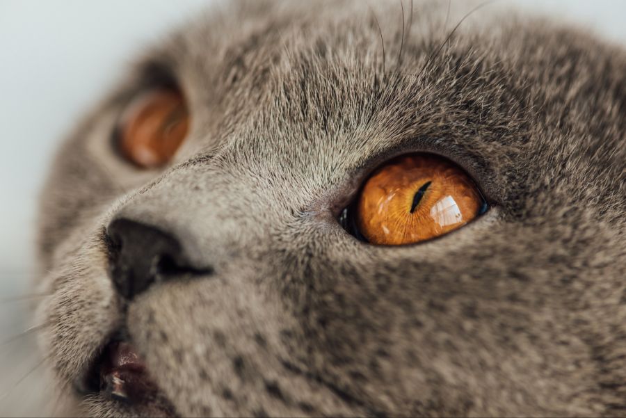 horner syndrom katzen