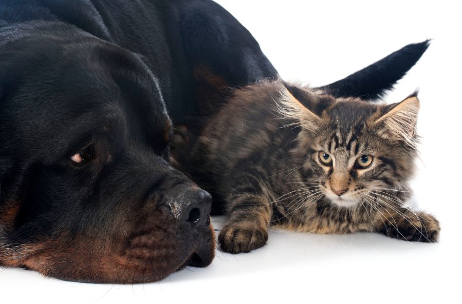 Rottweiler Katze gejagt Angriff