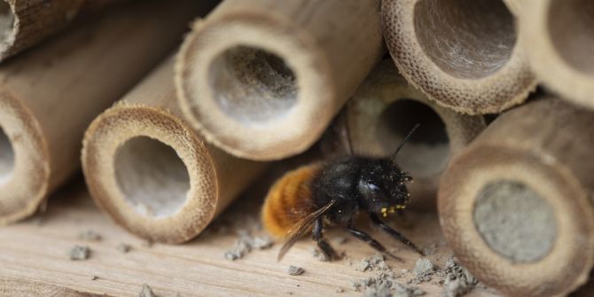 wildbiene insektenhotel