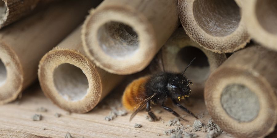 wildbiene insektenhotel