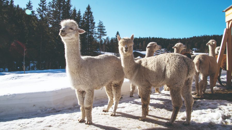 Alpakas weiss Schnee Zucht