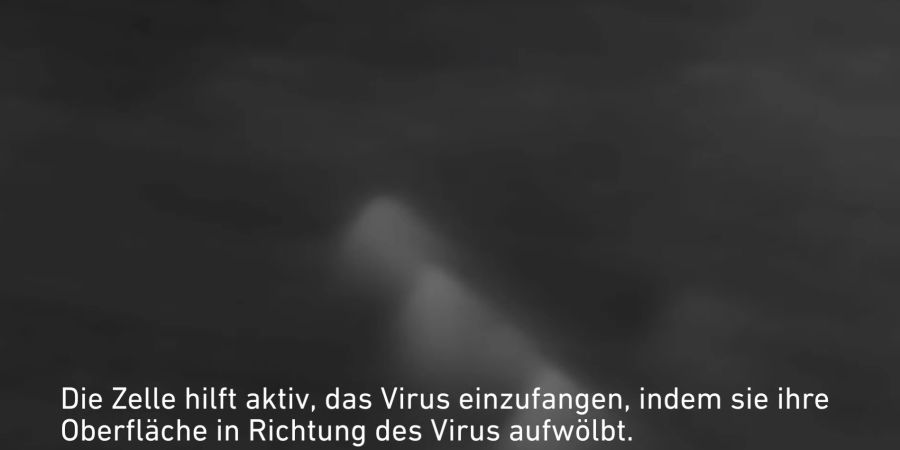 Die Zelle hilft aktiv, das Virus einzufangen, in dem sie ihre Oberfläche in Richtung des Virus aufwölbt.