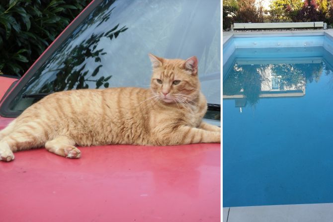 Katze
