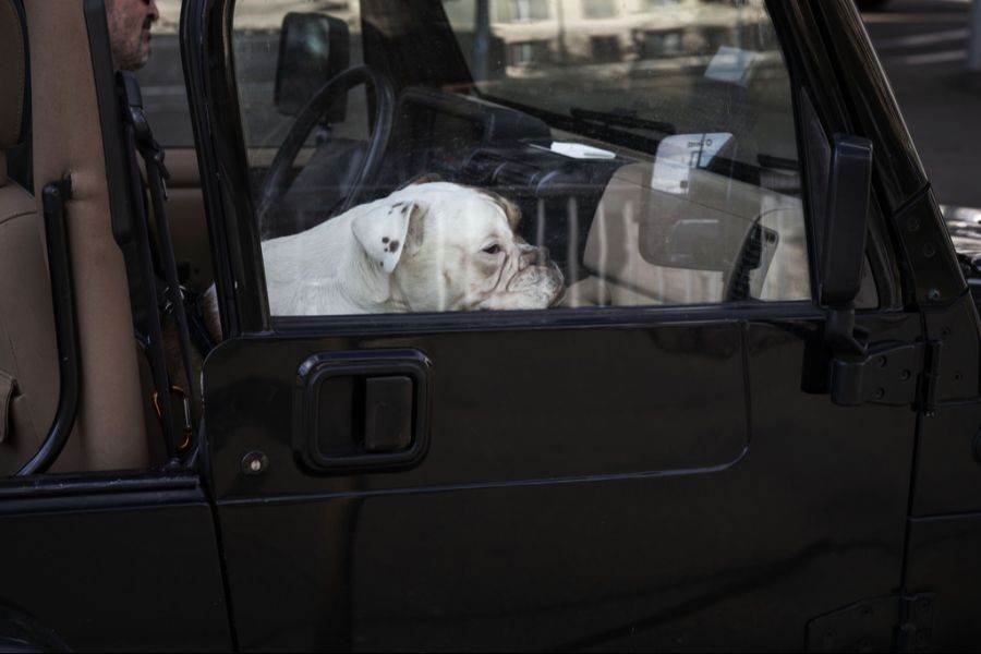 Bianca Körner, rechtswissenschaftliche Mitarbeiterin bei TIR, rät davon ab, den Hund im Auto zurückzulassen.
