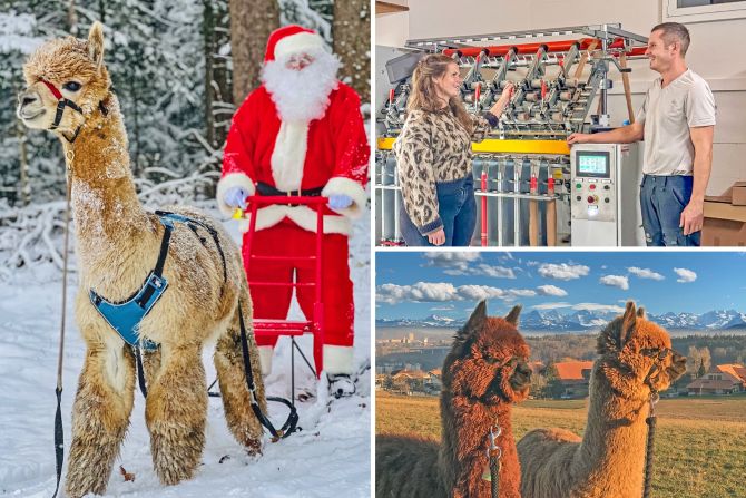 Alpaka Bern Weihnachten Stricken