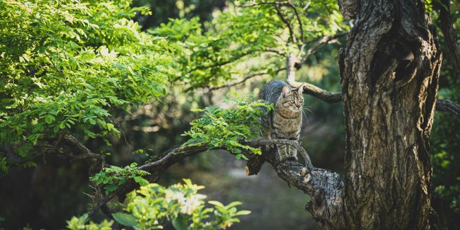 Katze auf Baum