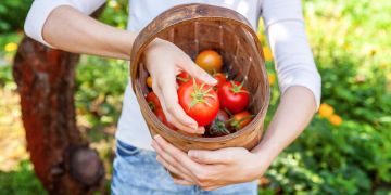 Frau mit Tomaten im Korb