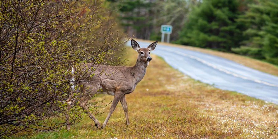 Wildtiere Tierschutz