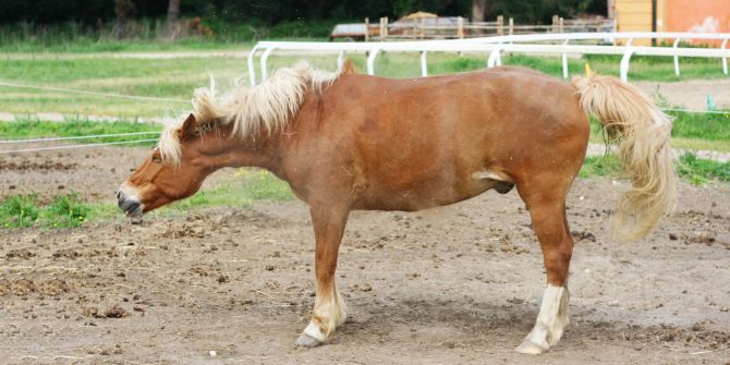 Pferd schüttelt Kopf