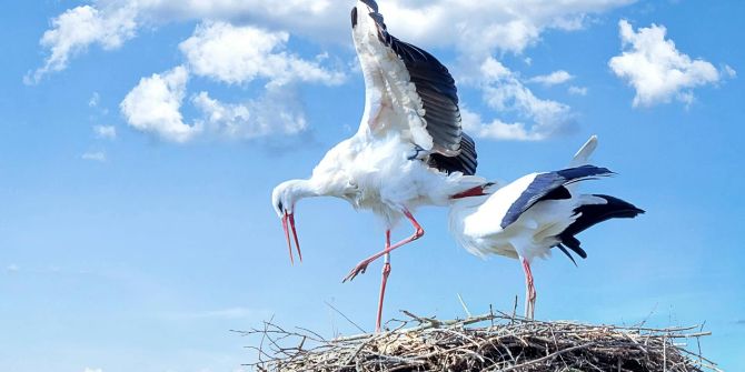 storch nest baukran