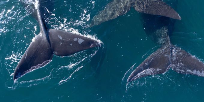 Delegierte aus 88 Ländern beraten in Lima über den Schutz der Wale. Delegierte aus 88 Ländern beraten in Lima über den Schutz der Wale.