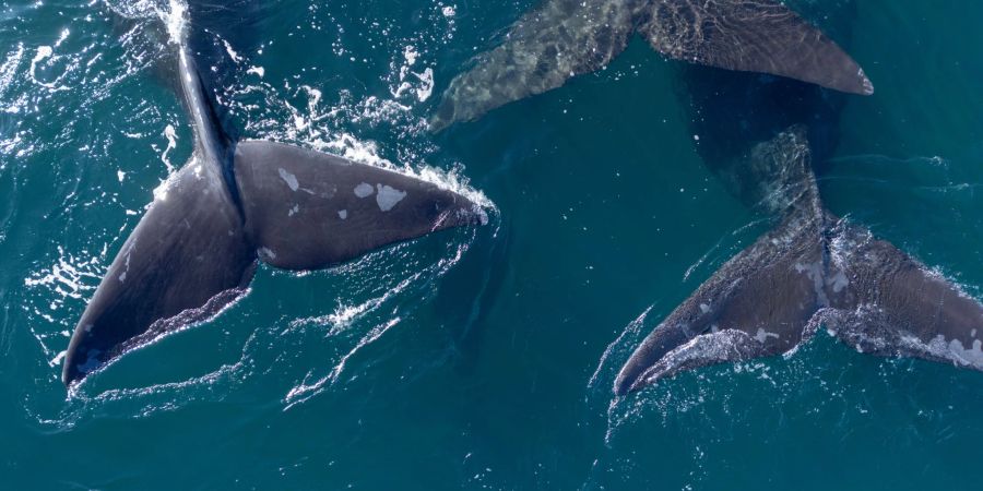 Delegierte aus 88 Ländern beraten in Lima über den Schutz der Wale.