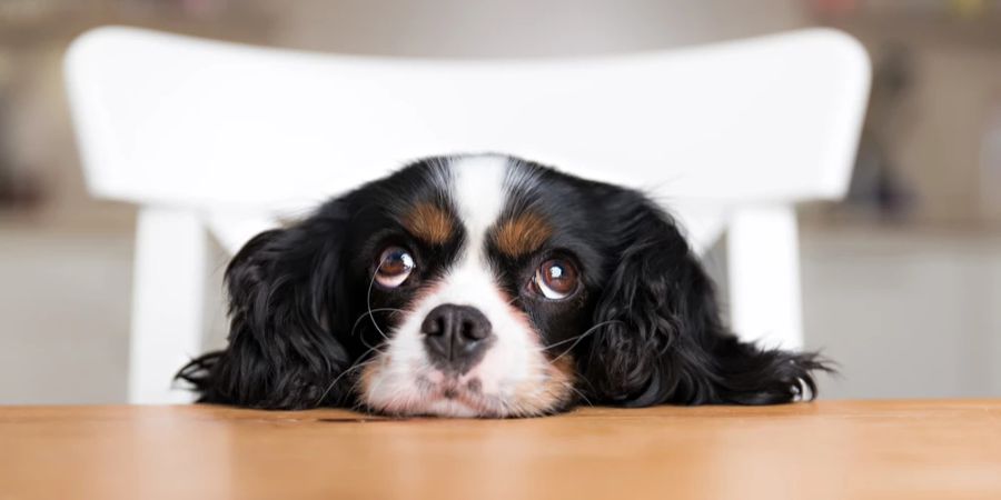 Hund Kopf auf Tisch Hundeblick