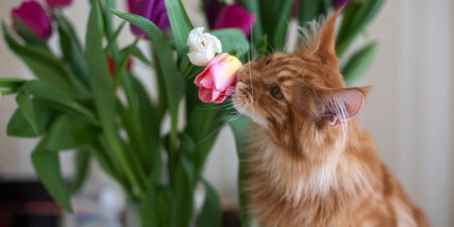 Katze schnuppert an Tulpen