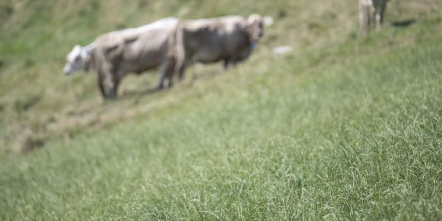 Im Kanton St. Gallen wurden in einigen Landwirtschaftsbetrieben hohe PFAS-Belastungen festgestellt. Die Regierung will nun die finanziellen Hilfen ausbauen. (Archivbild)
