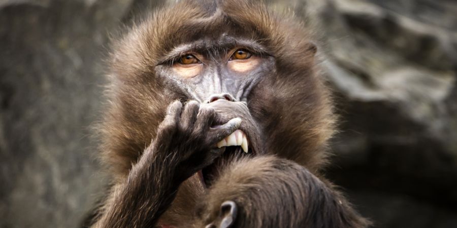 Diese zwei Dschelada-Affen gehören zu den Bewohnern des Zoos Zürich, dessen Unterstützung seit jeher ein Ziel des Zoofäschts ist.