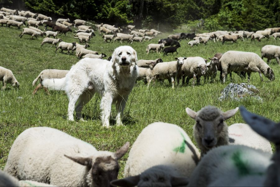 Die Halterin der Hunde hat sich bis heute nicht bei ihm entschuldigt, sagt der Läufer zu Nau.ch. (Archivbild)