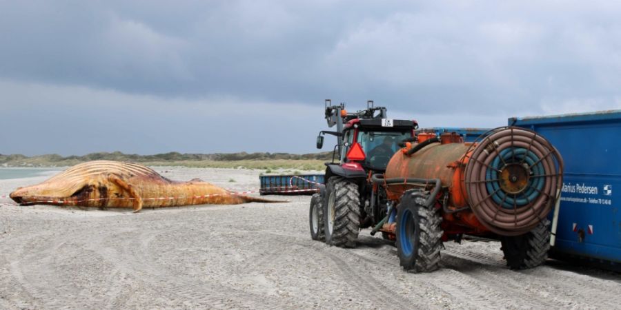 ARCHIV - Ein Traktor mit Tankanhänger steht vor dem toten Buckelwal. Foto: Kai Moorschlatt/dpa