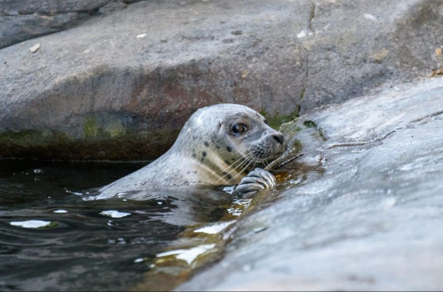 Tierpark Bern