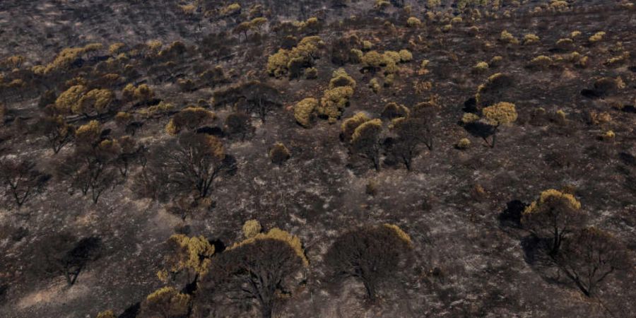 Ein von einem Waldbrand verwüstetes Gebiet in El Encinar del Alberche in der Provinz Madrid, Spanien. Foto: Manu Fernandez/AP/dpa