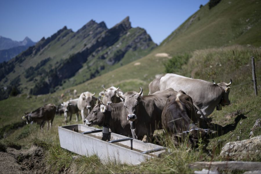 Hartkäse aus Rohmilch gilt in der Schweiz als sehr sicher.