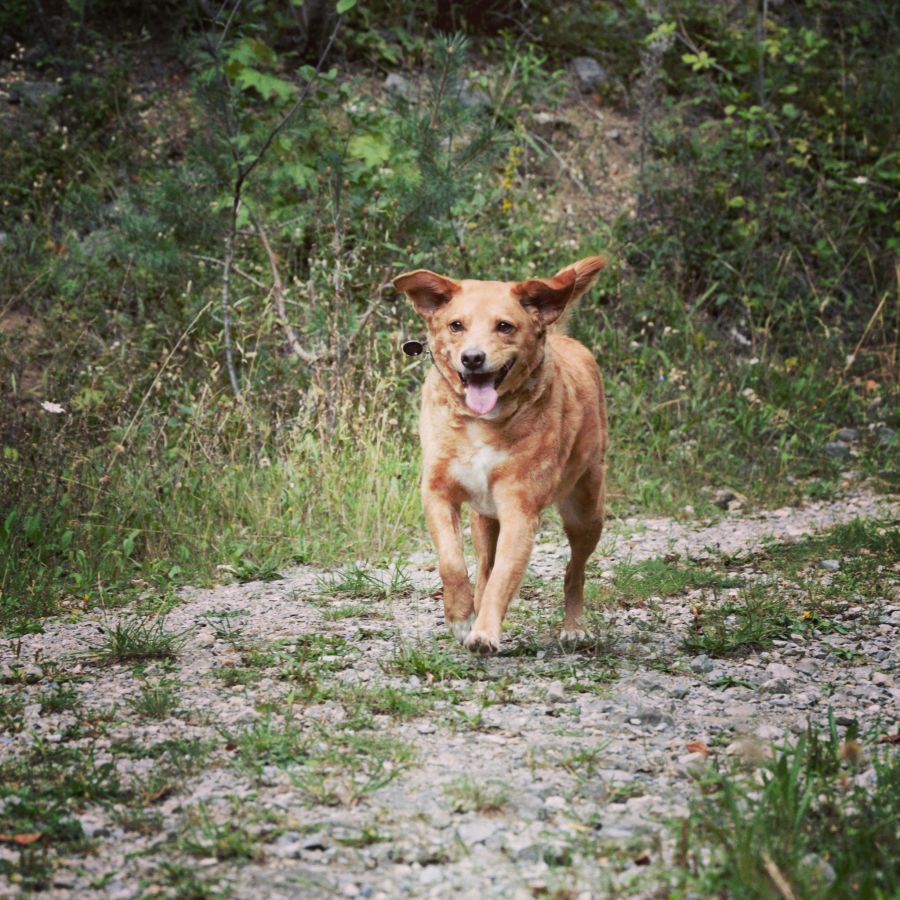 Hund
