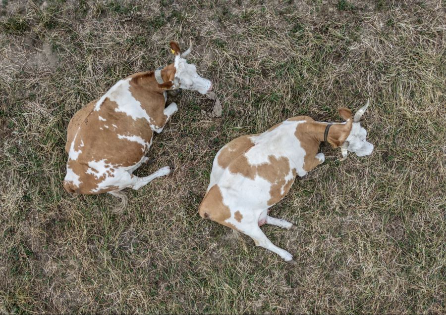 Weil manche Bauern nicht mehr genügend Futter für alle Kühe haben, müssen diesen Sommer deutlich mehr Tiere geschlachtet werden als üblich.