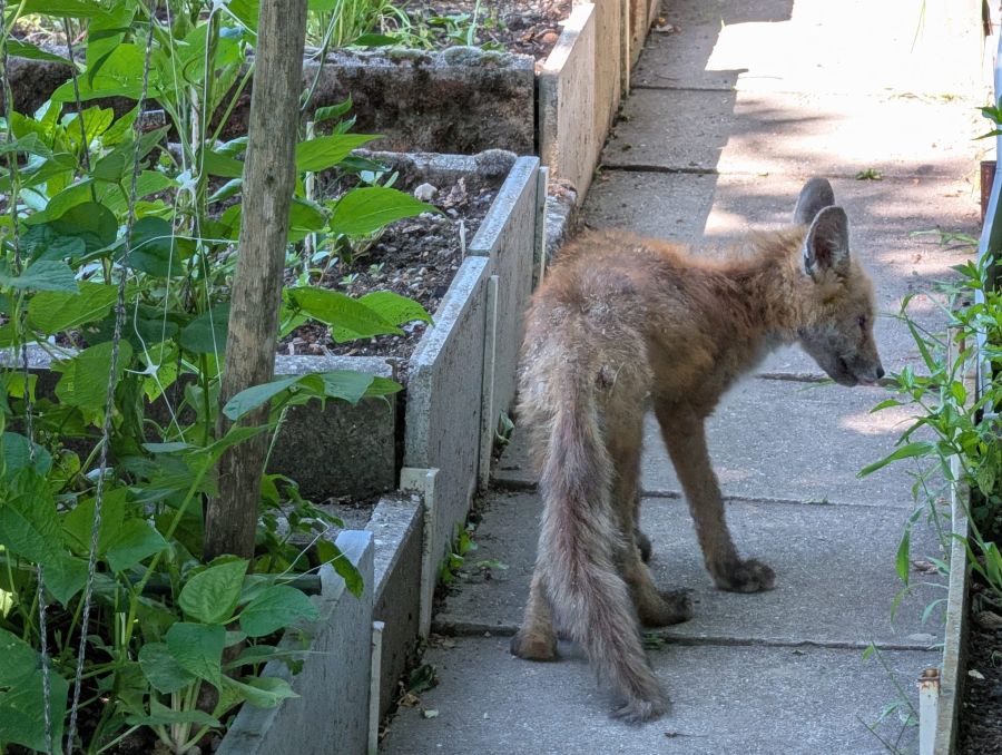 Fuchs