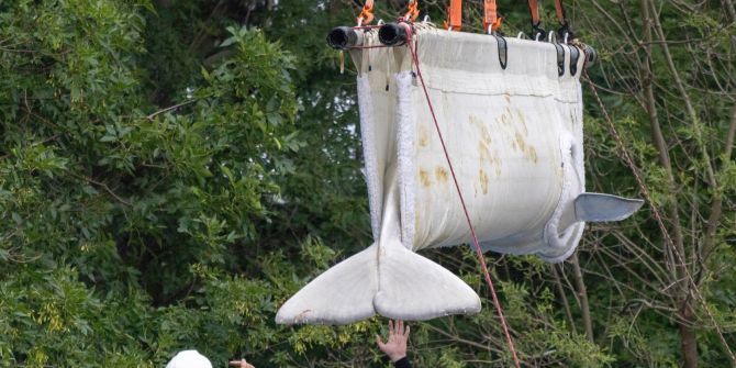Beluga Wal