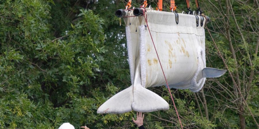 Beluga Wal