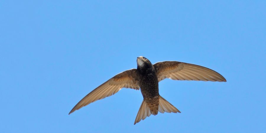 Mauersegler Apus apus Zugvogel