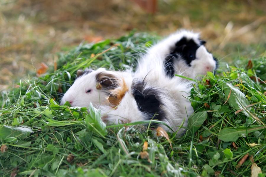 Meerschweinchen Gras Löwenzahn Kräuter