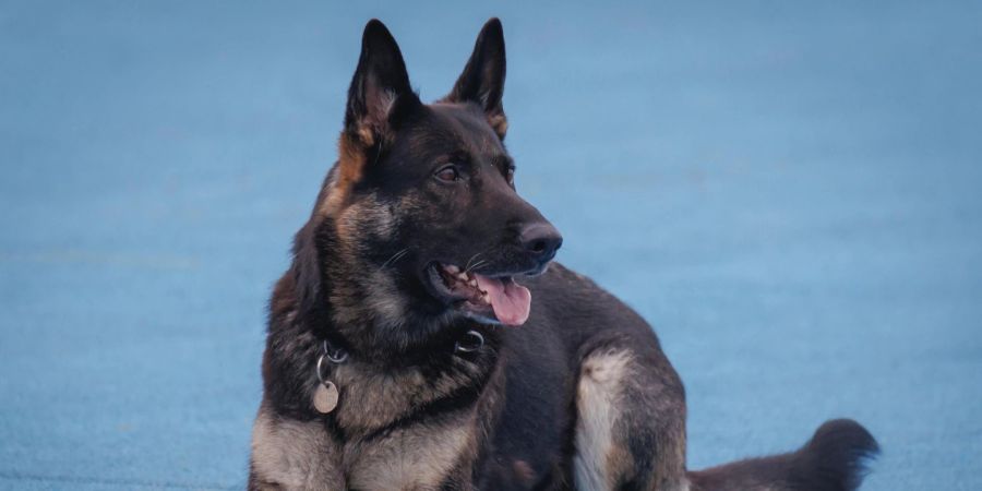 Polizeihund Hailey