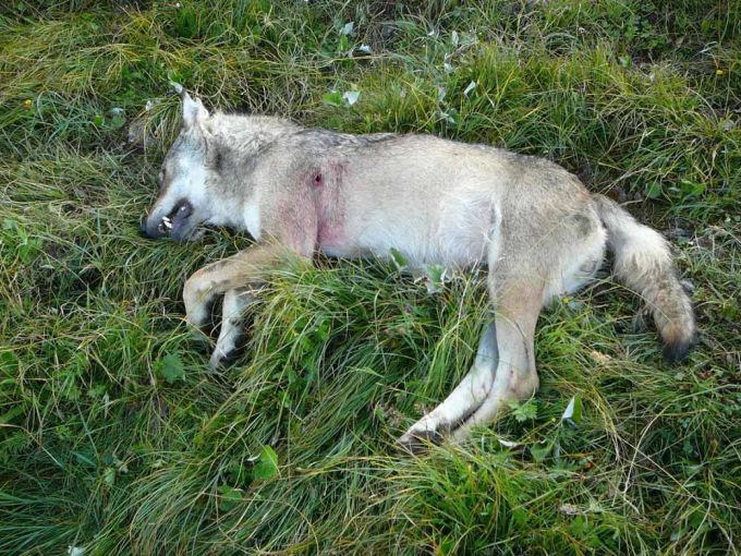 wolf wolfsjagd wildhüter