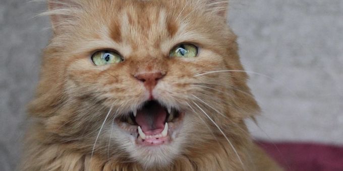 Laut einer Studie wird der positive Einfluss von Haustieren auf das Wohlbefinden überschätzt. Familien mit Tieren sind oft unglücklicher. (Archivbild) Katze