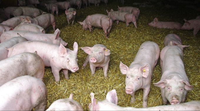 Für die richtige Tierhaltung müssen entsprechend passende Ställe vorhanden sein. Tierschutz
