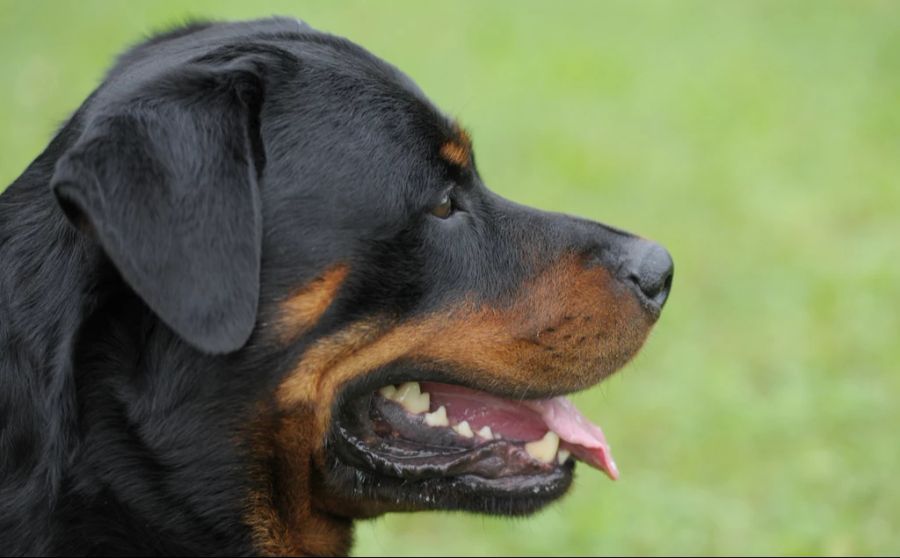 Rottweiler-Halter müssen in Zürich neuerdings einen Fragebogen ausfüllen.