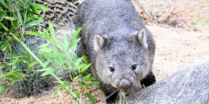 Wombat