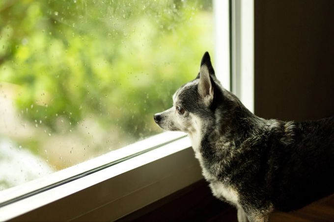 Das grosse Gesichtsfeld von Hunden ermöglicht es den Tieren, Bewegungen intensiver wahrzunehmen. Hund am Fenster