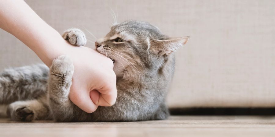 Katze beisst in die Hand