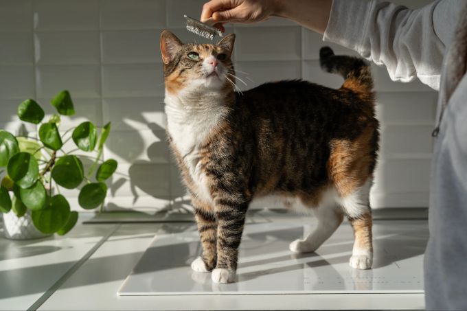 Lachsöl kann auch zu glänzendem Fell verhelfen und die Hautgesundheit verbessern. Katze Fellpflege
