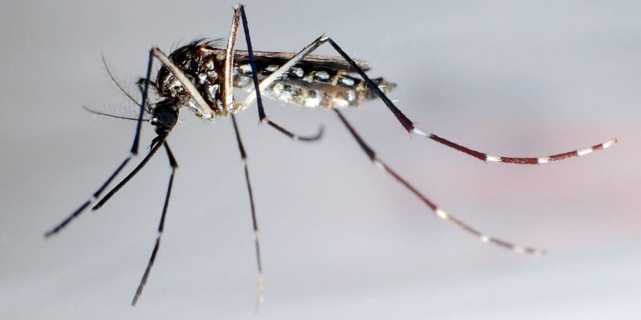 dengue