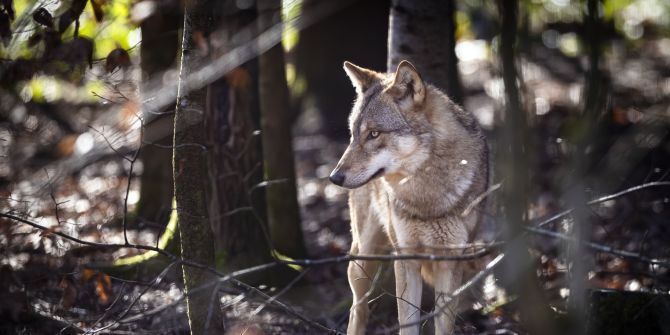 Wolf