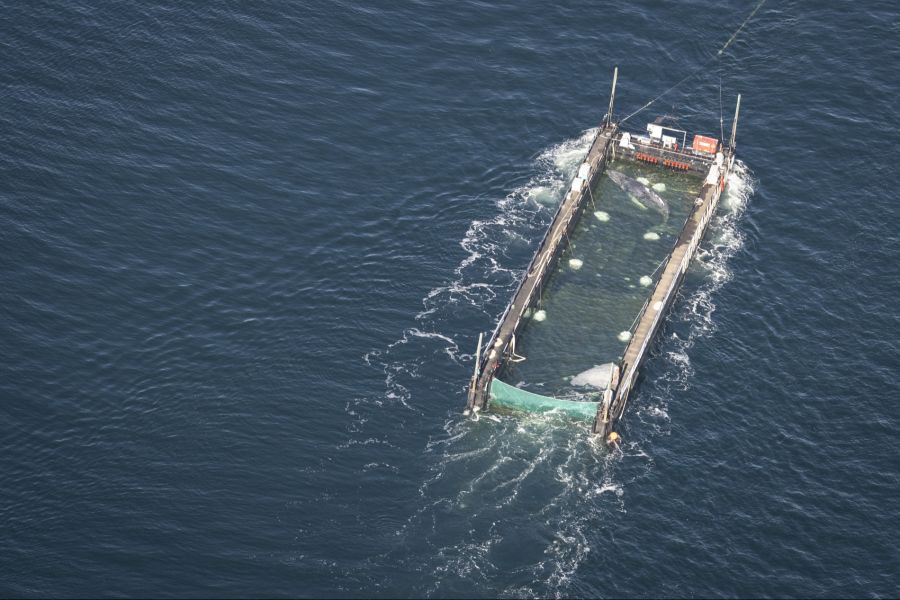 Einige Szenen aus der Rettungsaktion hätten sogar an Tierquälerei gegrenzt, sagt ein Experte.