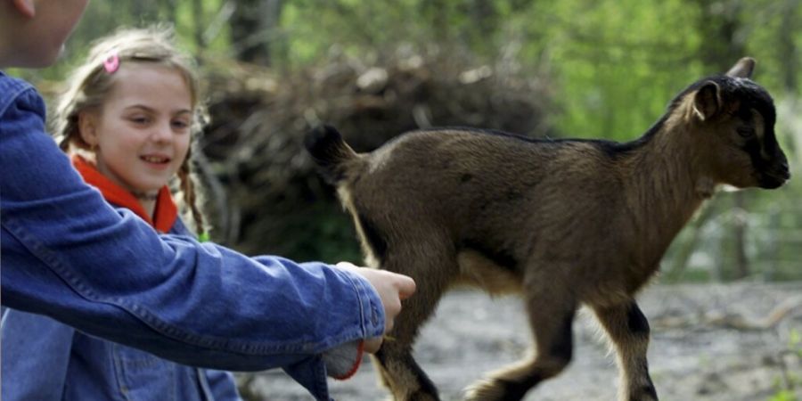 Der Stadtberner Tierpark Dählhölzli plant einen Ersatz für das bestehende Ökonomiegebäude, ein neues Haupteingangsgebäude und einen neuen Familienzoo. (Archivbild)