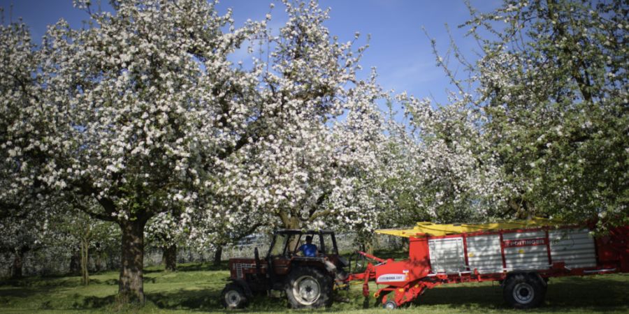 Wie sehr belasten PFAS die Thurgauer Böden und Gewässer? Im Bild: Blühende Obstbäume bei Hagenwil bei Amriswil TG.
