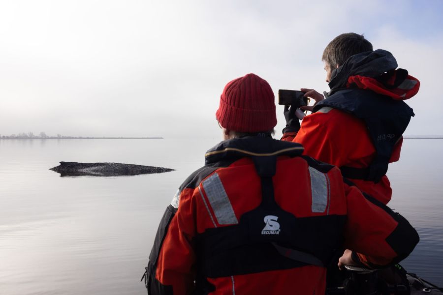 Experten schätzen seine Überlebenschancen derzeit als sehr gering ein.