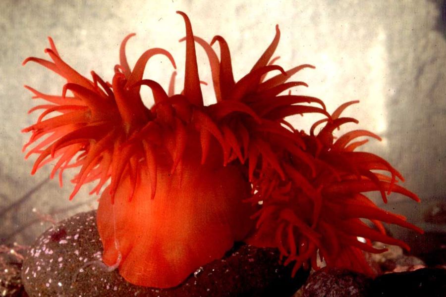 Bei der Fahrt von Buenos Aires bis Feuerland entdeckten die Forscher zudem mehrere Korallenriffe sowie vermutlich 28 neue Arten: darunter Würmer, Schnecken und Seeanemonen. (Symbolbild)