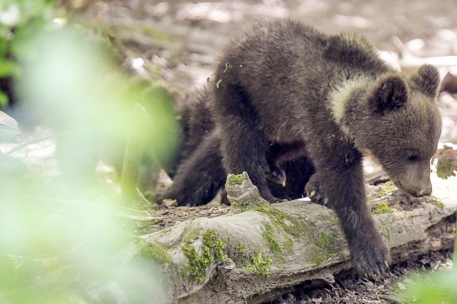 Künftig soll die Technologie auch auf andere Tierarten adaptiert werden. (Symbolbild)