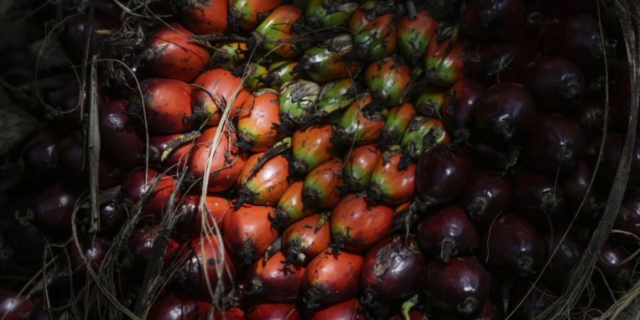 Palmölfrüchte auf einer Plantage in Malaysia. Der Handel mit Palmöl gehört zu den umstrittensten Punkten des Abkommens.
